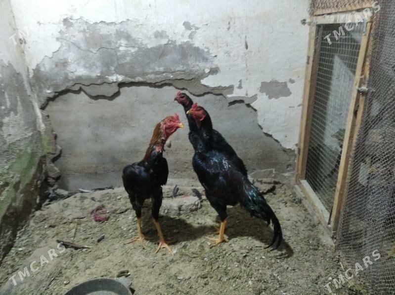 taşkent - Tejen - img 1