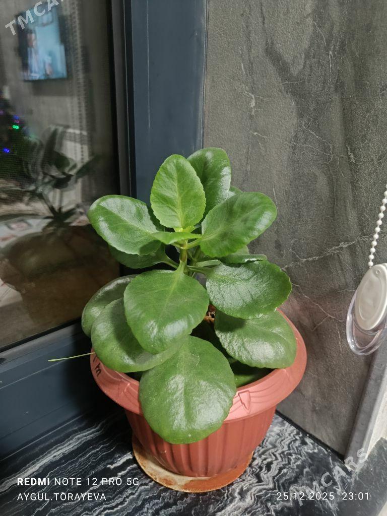 rysgal gulleri. денежные расте - Балканабат - img 1