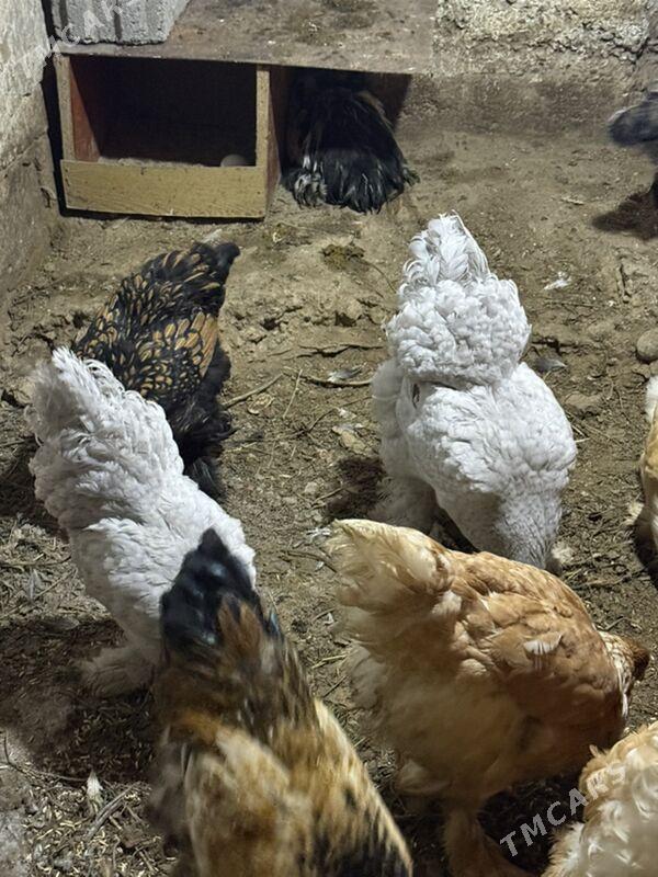 brama - Хитровка - img 1