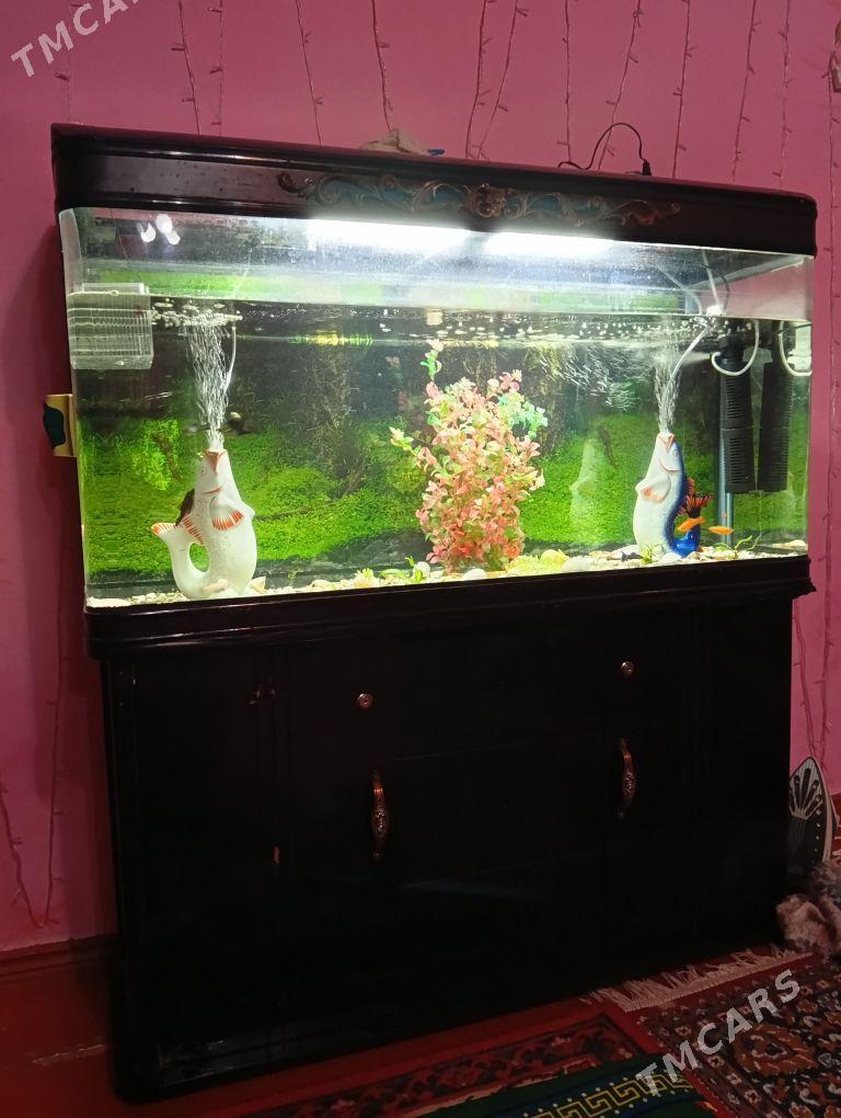 akwaryum - Хитровка - img 1