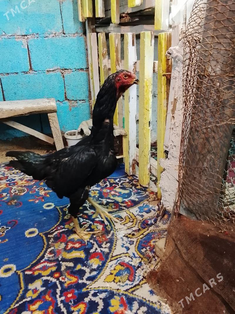 taskent - Багир - img 1