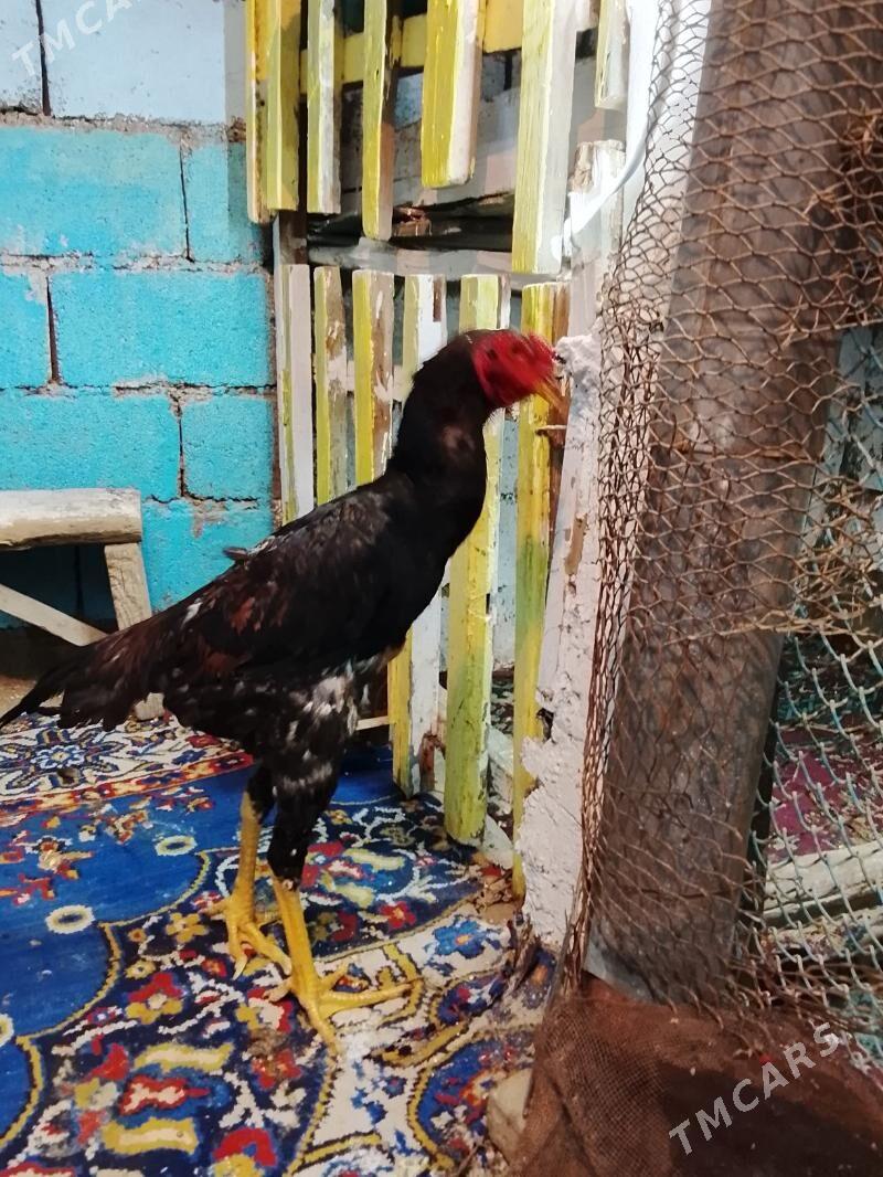 taskent - Bagyr - img 1