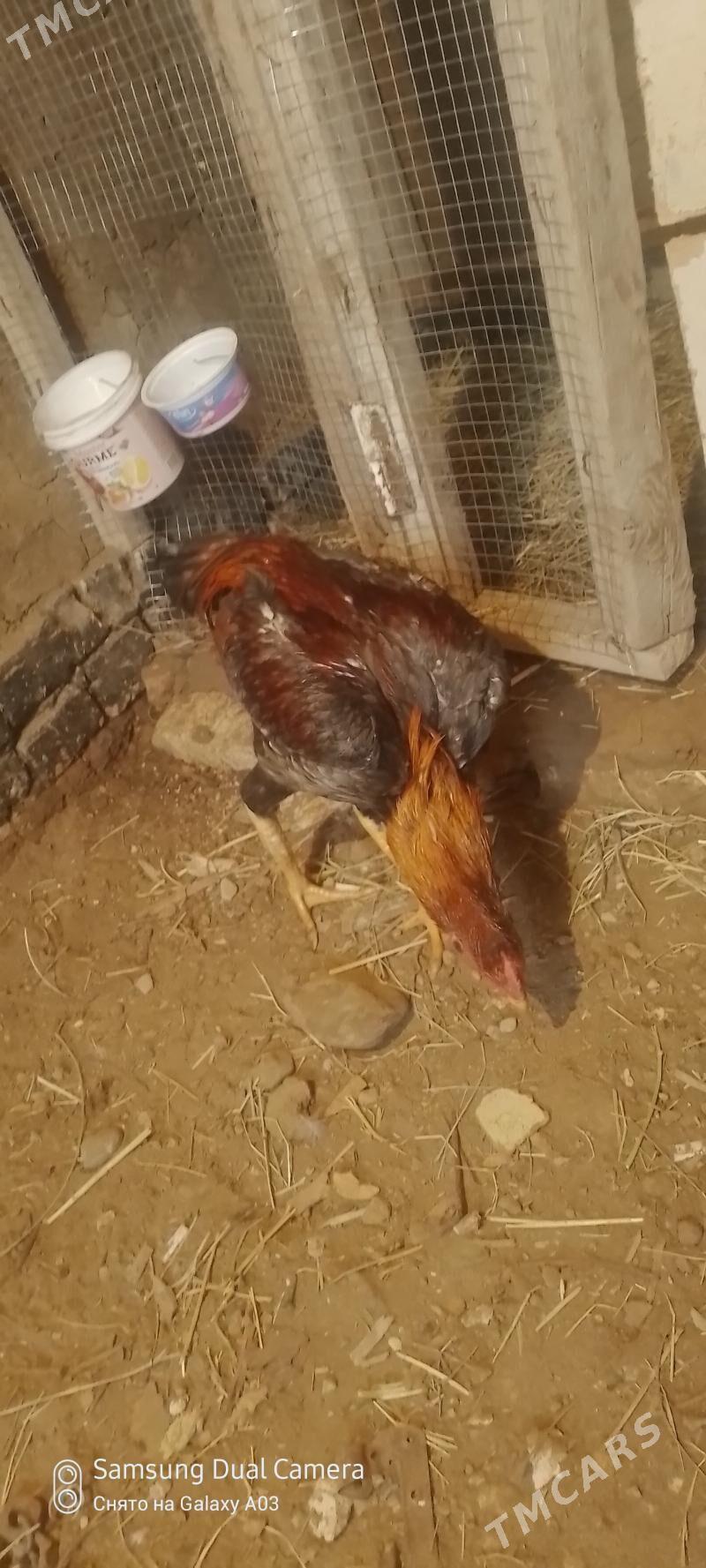 Bayes juje - Baýramaly - img 1