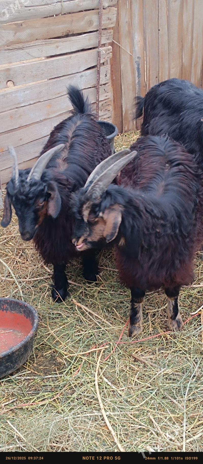 çewiş - Бабадайхан - img 1