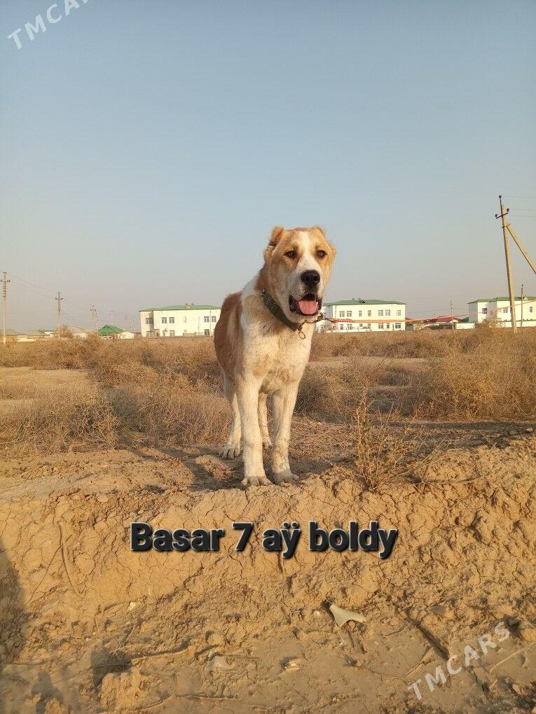 Tm Alabaÿy - Серахс - img 1