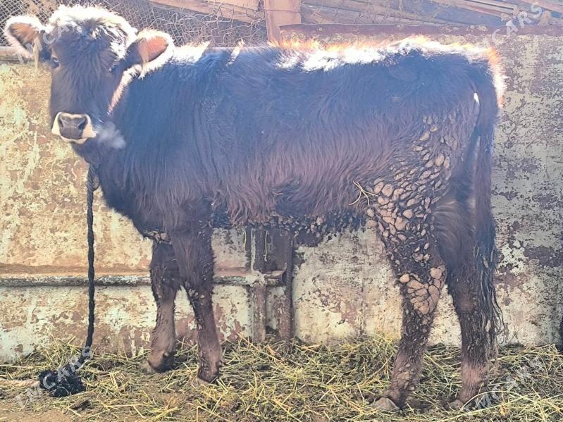 tüwe - Aşgabat - img 1