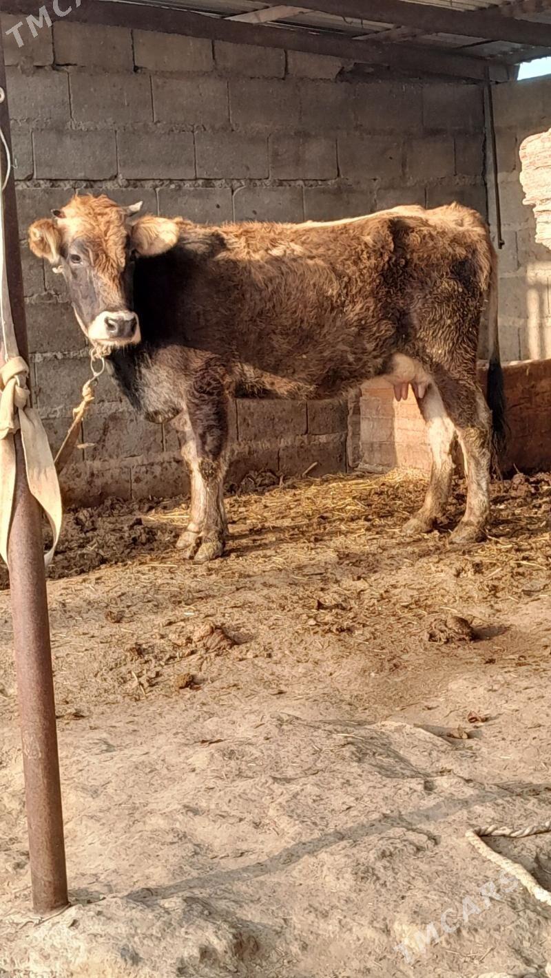 bogaz göleli sygyr - Bäherden - img 1