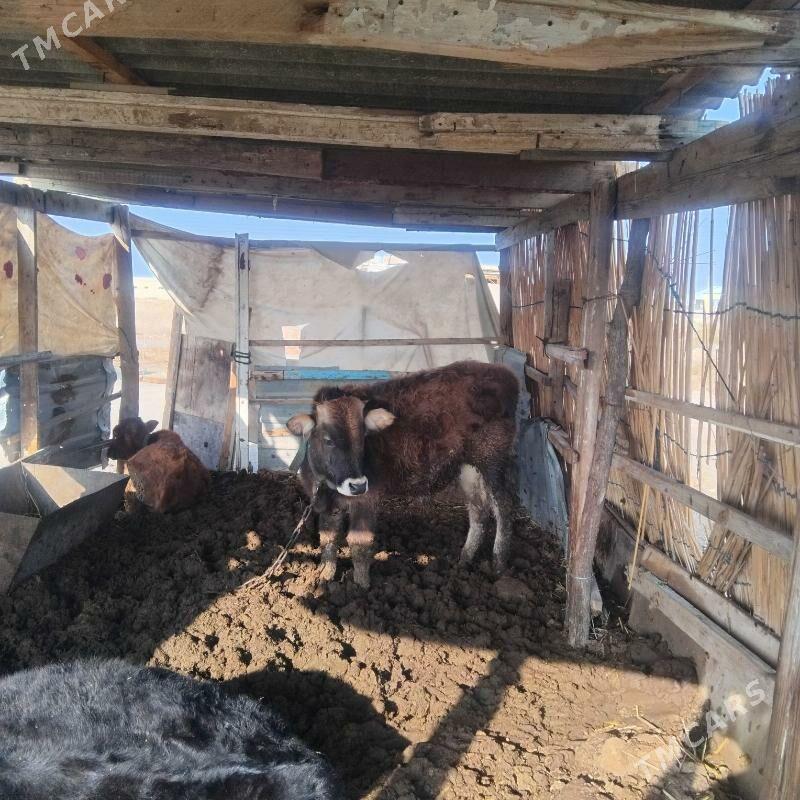 okuz swes - Мары - img 1