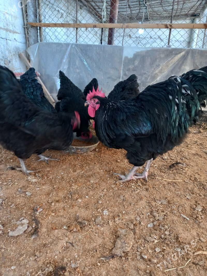 Towuk Amerkaniski - Büzmeýin - img 1