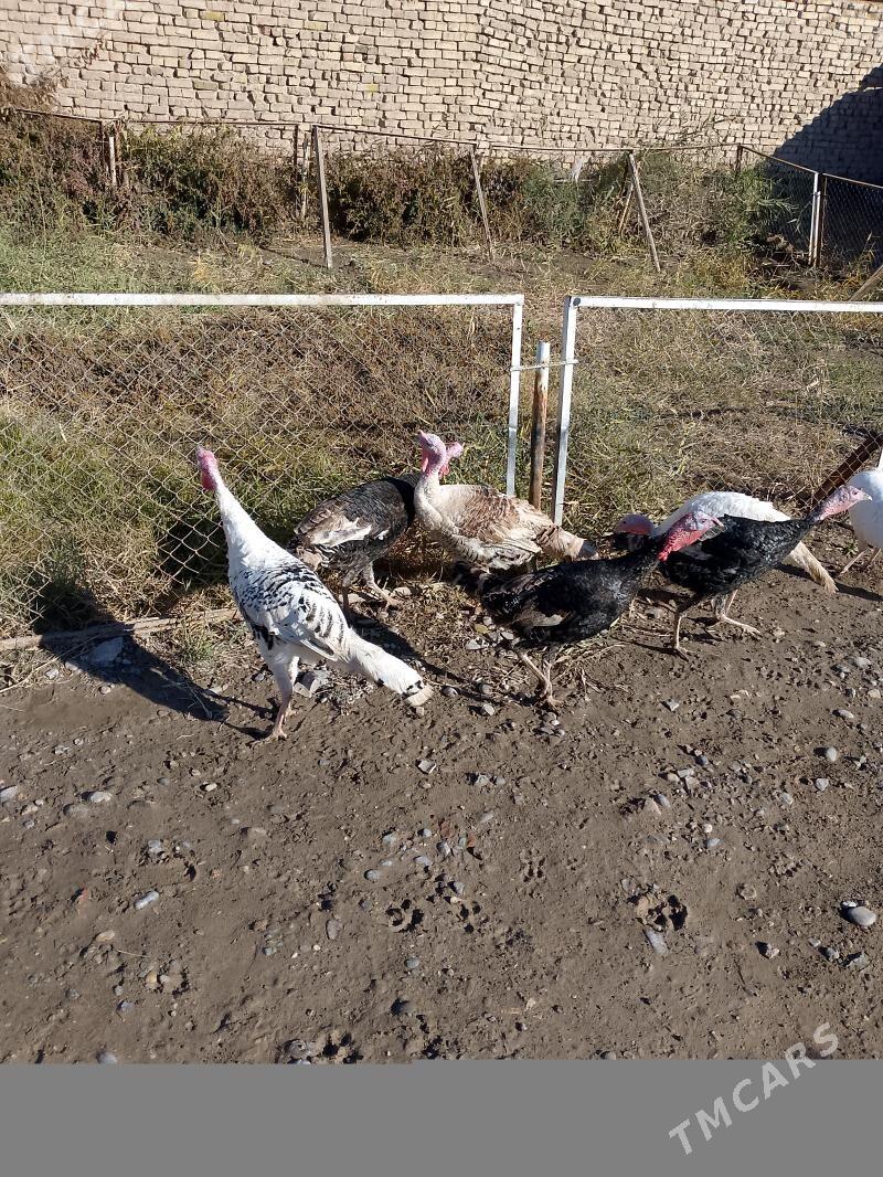 İNDUKLAR - Tejen - img 1