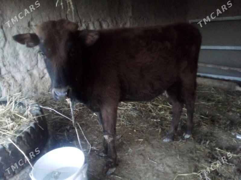 unajyn baklyk - Чарджоу - img 1