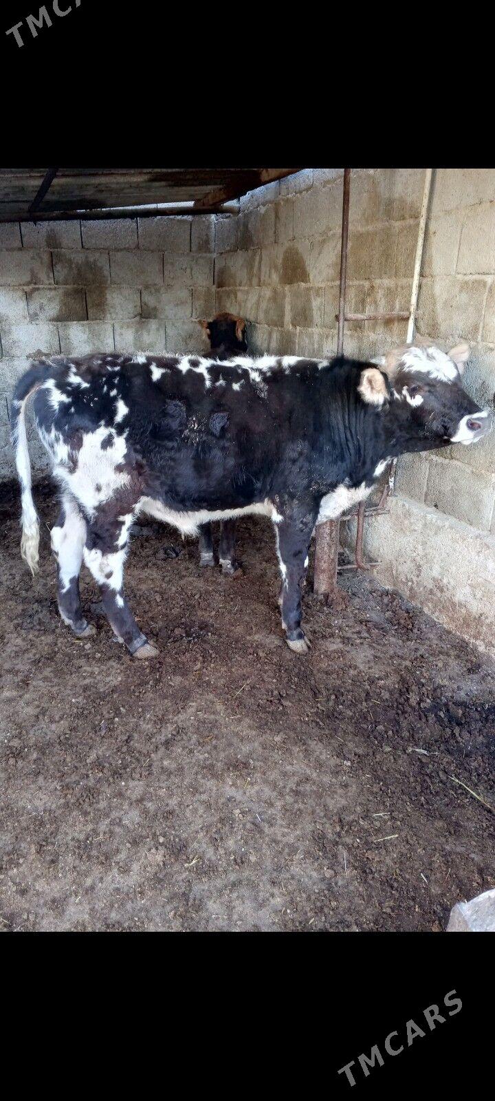 okuz - Балканабат - img 1