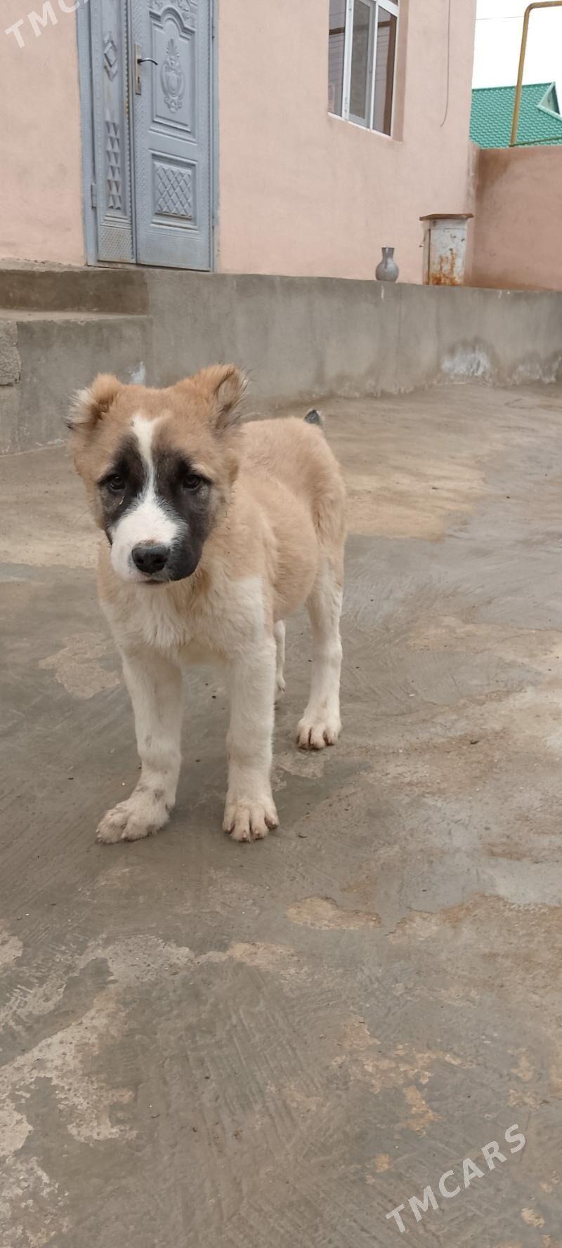 Türkmen ıt - Ашхабад - img 1