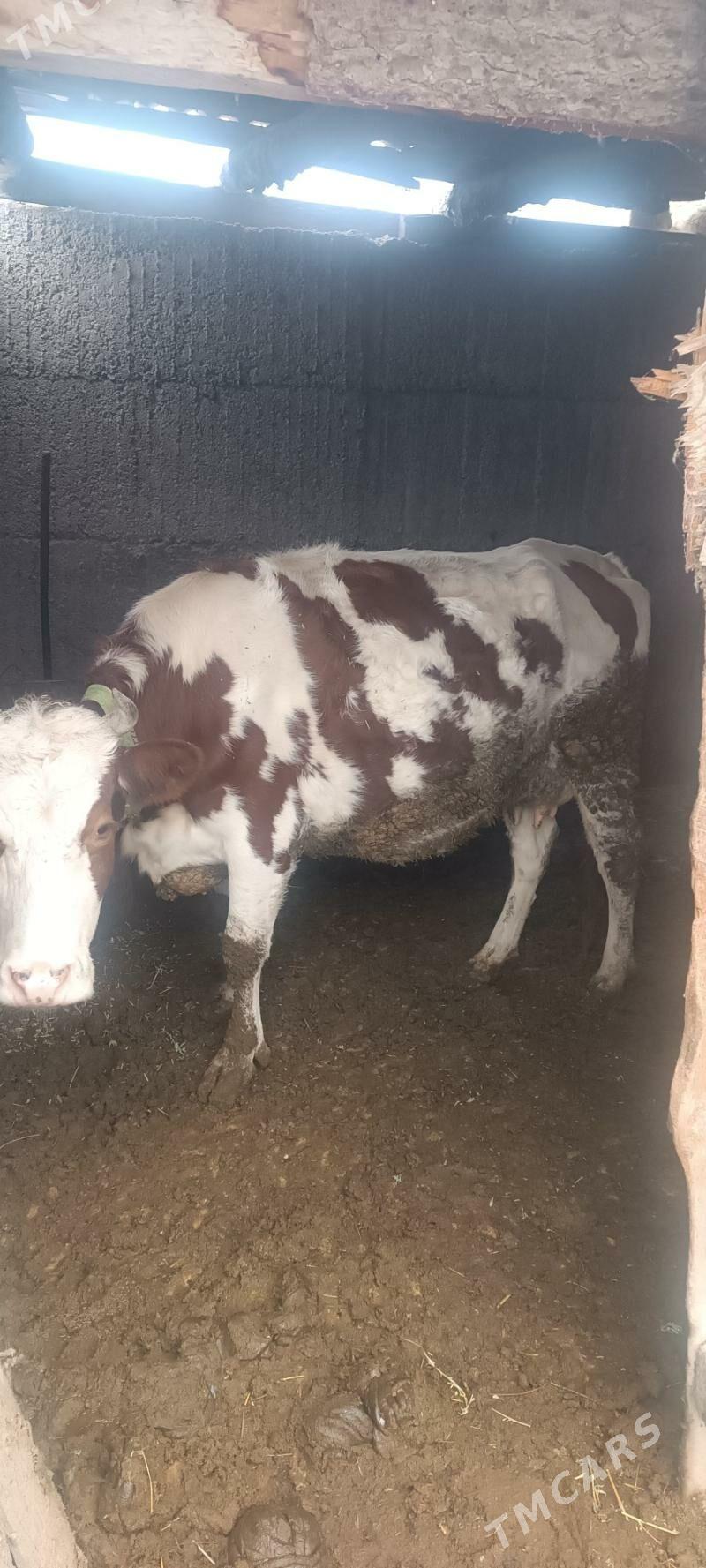 simental sygyr gölesi - Бузмеин - img 1