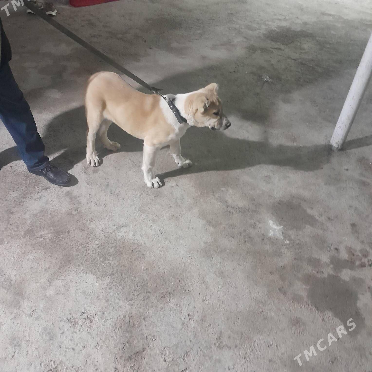 kopek it - Гёкдепе - img 1