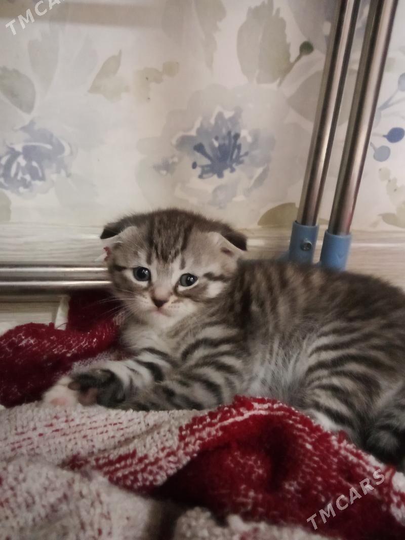 Девочка Шотландского вислоухог - Туркменбаши - img 1