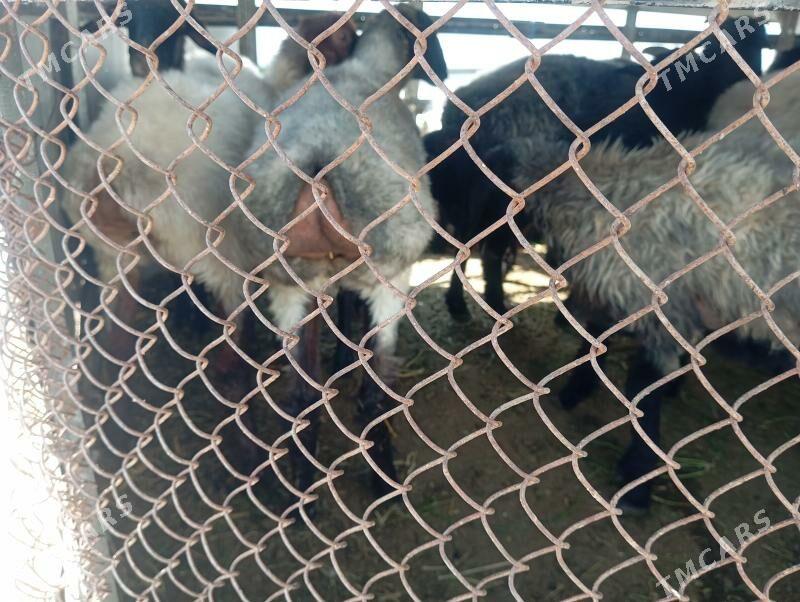 issek tokly goyun garakol - Aşgabat - img 1