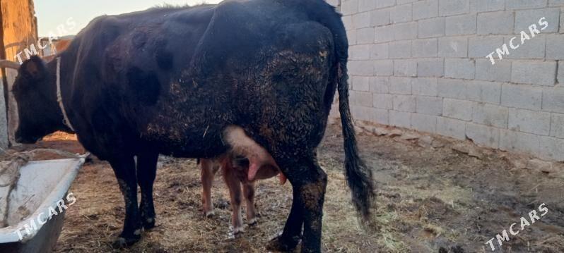 göleli sygyr - Бахарден - img 1