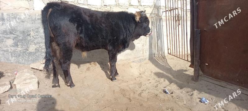 okuz 1 3 ay - Гумдаг - img 1