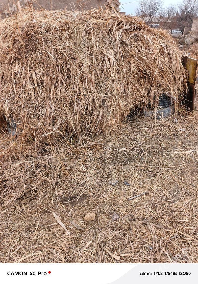 yorunja hasal ot satlyk - Baýramaly - img 1