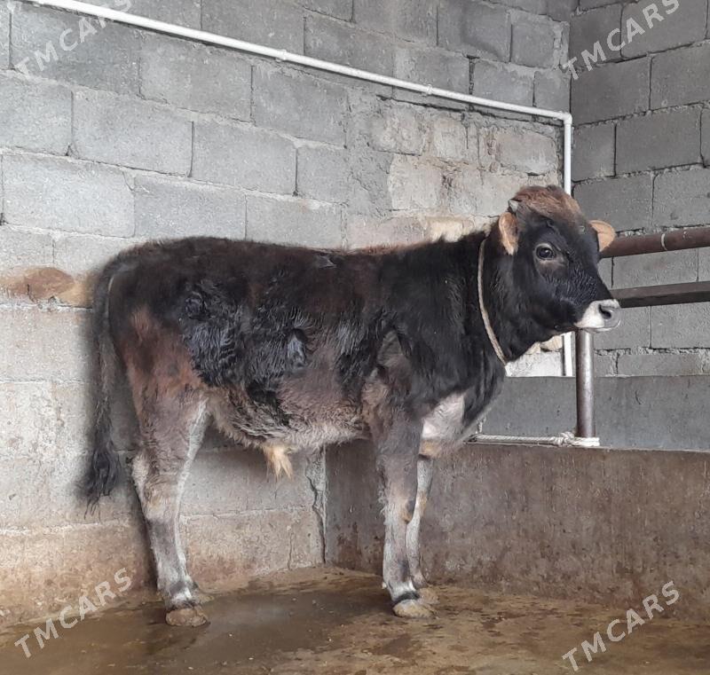 öküz - Büzmeýin - img 1