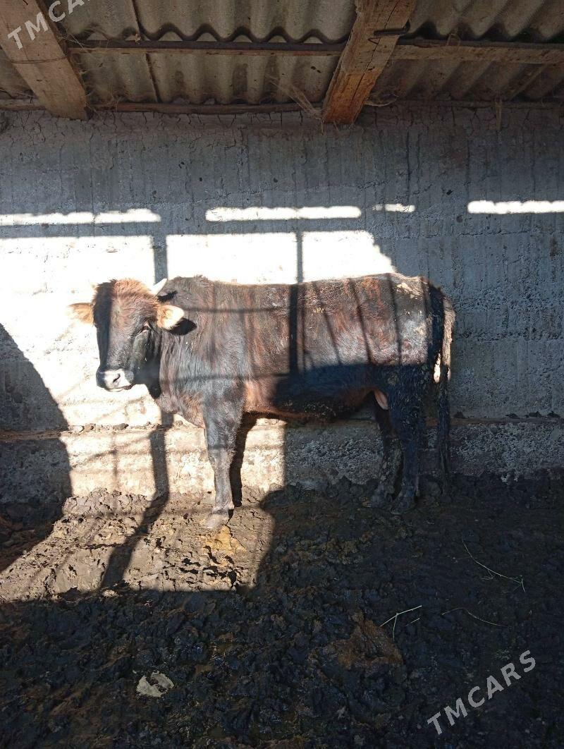 økiz - Багир - img 1