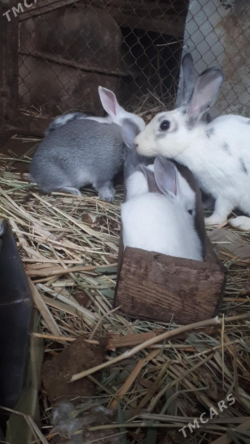 towsan - Дянев - img 1