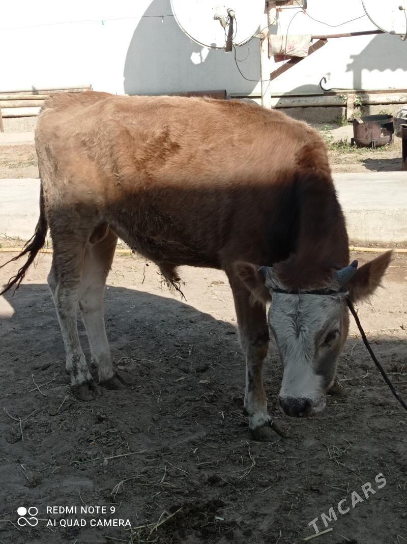 Öküz 2-sany - Aşgabat - img 1