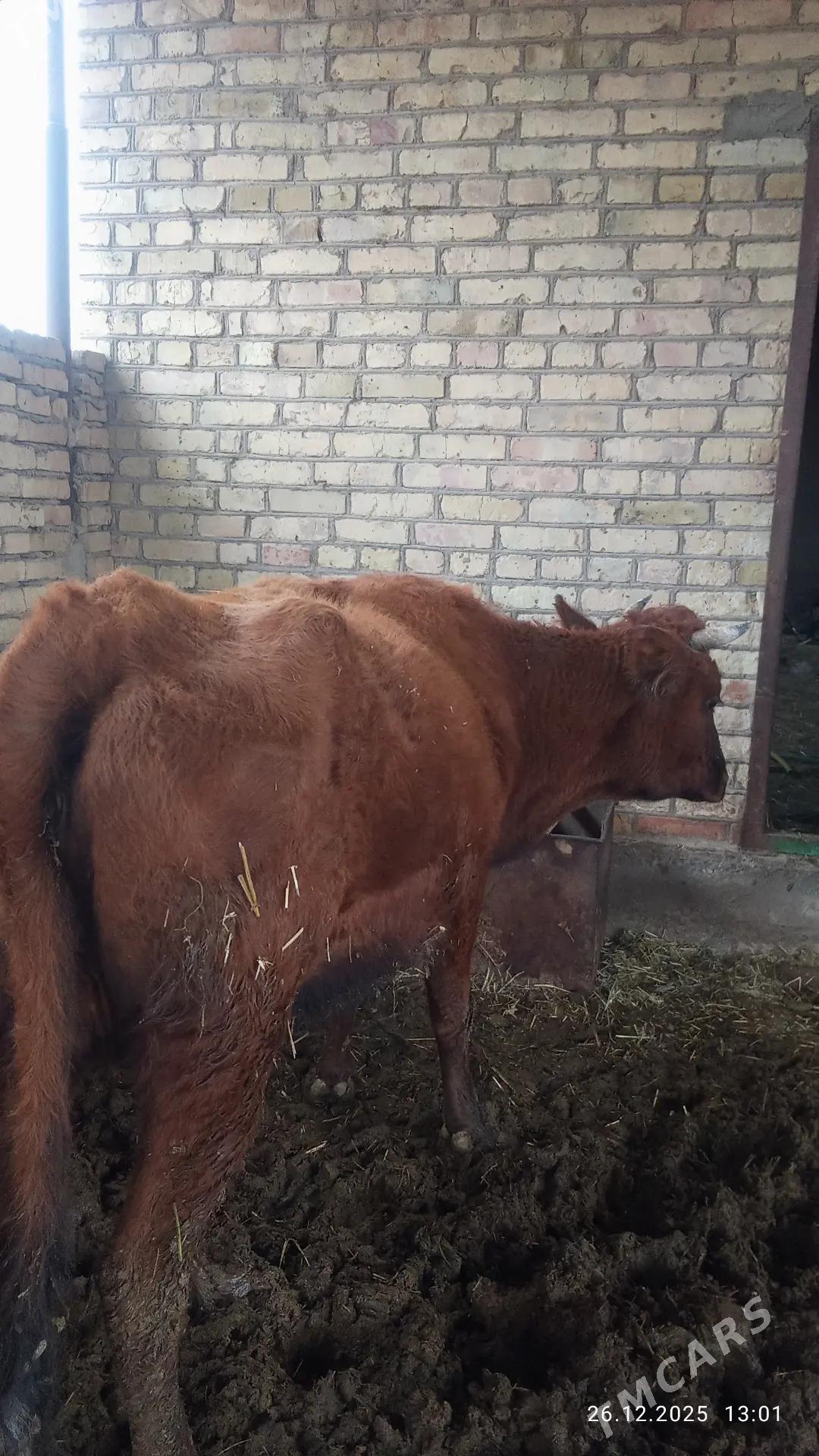 goleli sygyr - Чарджоу - img 1