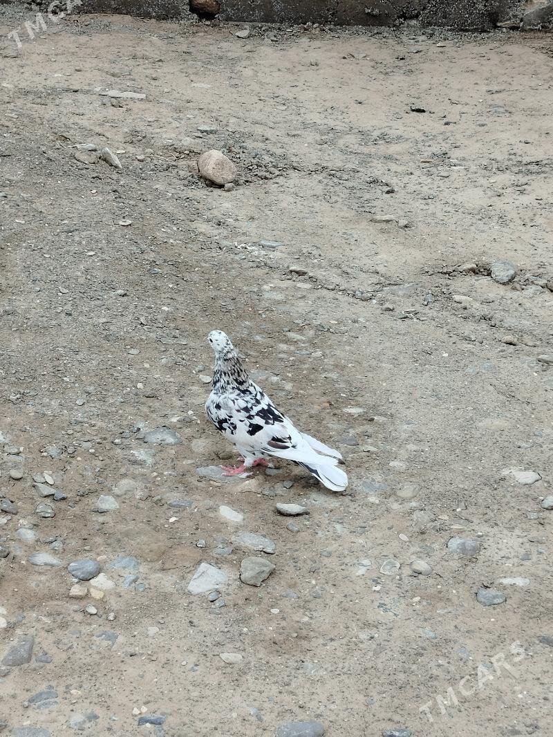 kepder - Гызыларбат - img 1