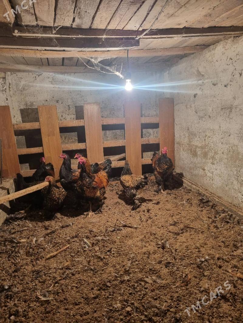 Laset horozlar - Aşgabat - img 1