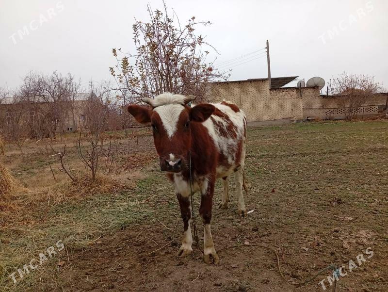 унажин богаз - Чарджоу - img 1