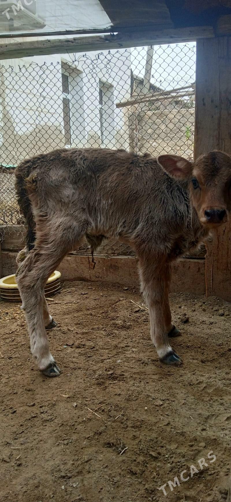 gaçar - Джебел - img 1