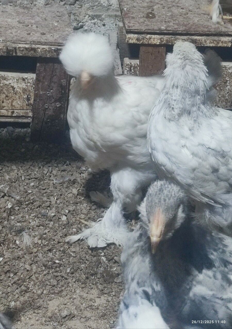 towuk balgar brama juyje - Kaka - img 1