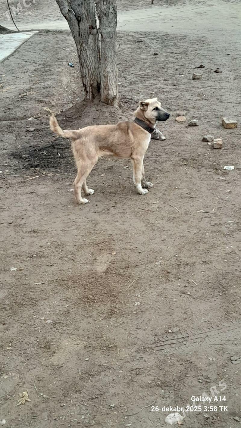 Güjik - Şabat etr. - img 1