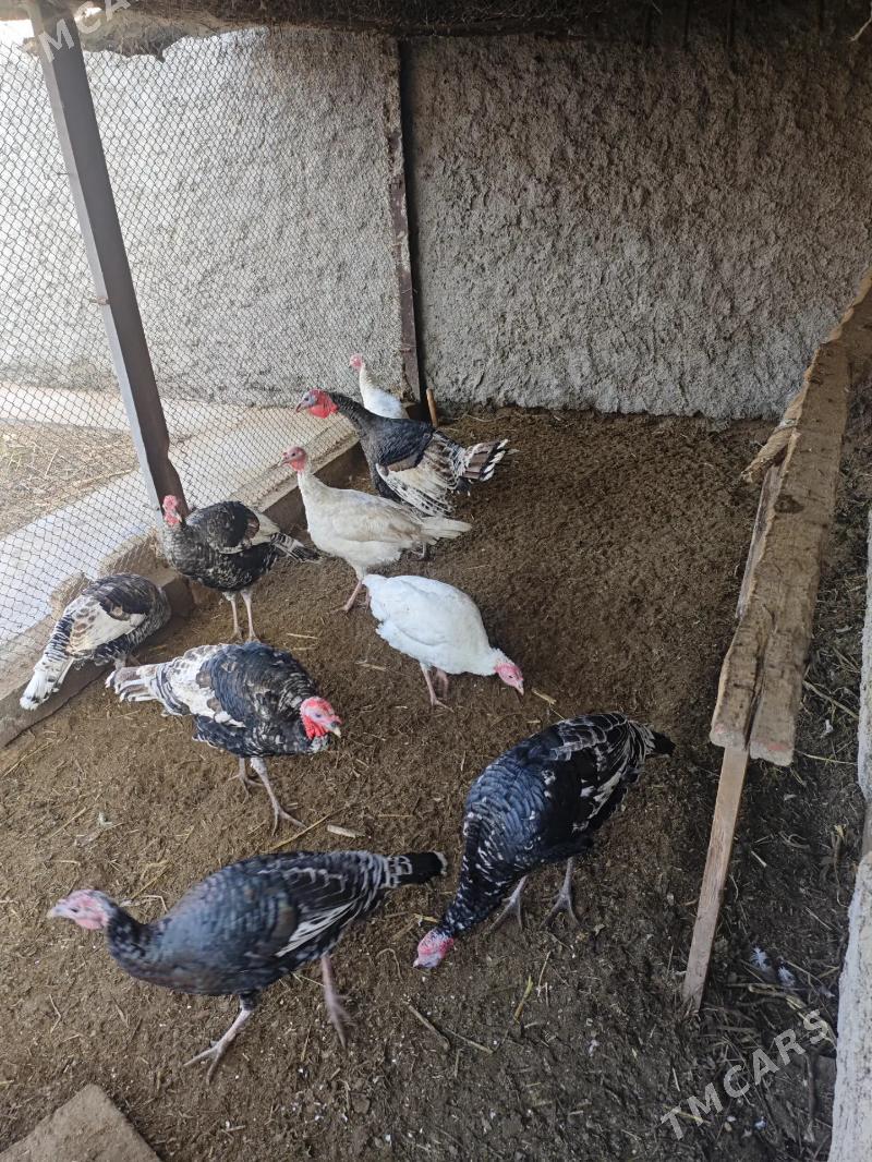 индюки - Türkmenabat - img 1