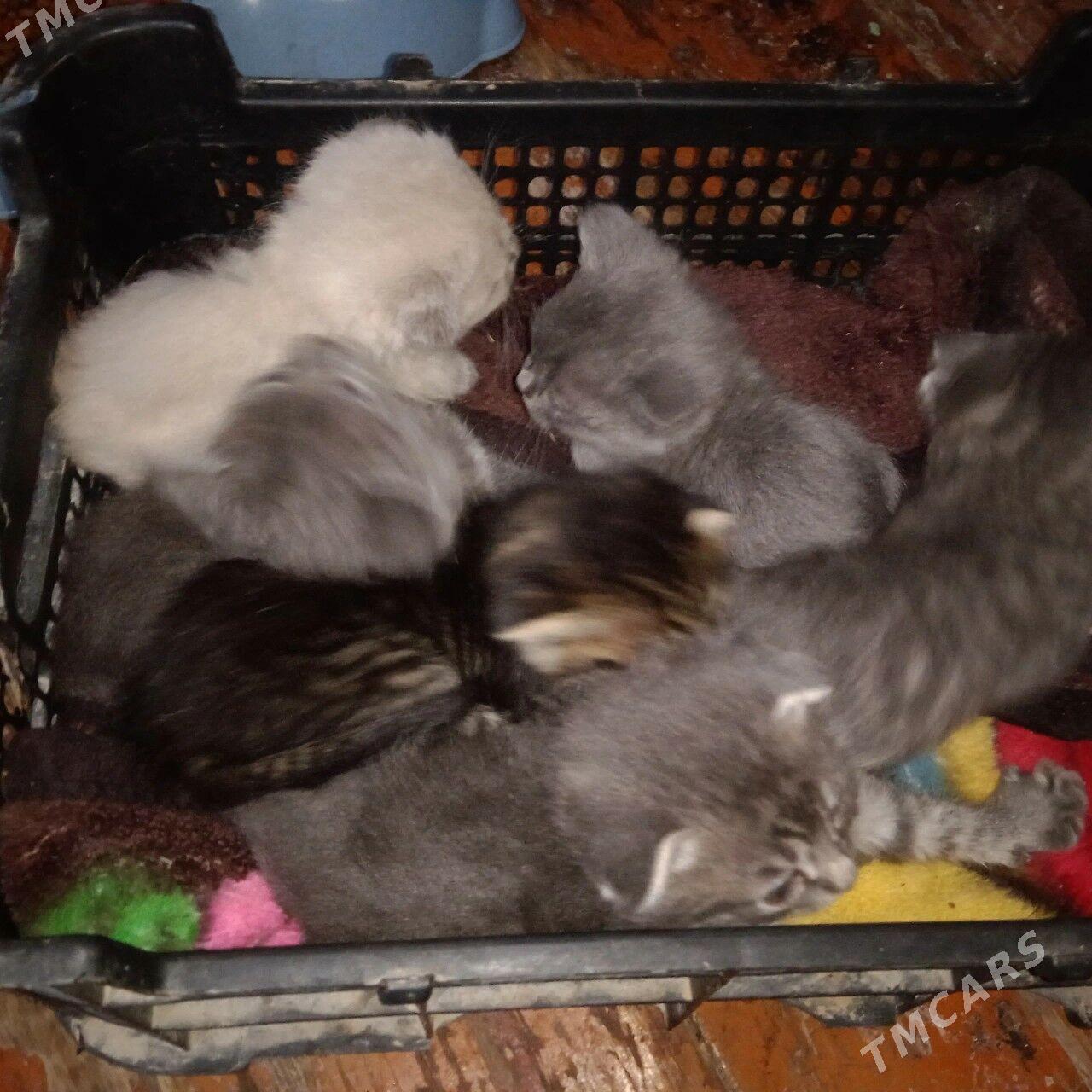 Шотландские и британские котят - Türkmenabat - img 1