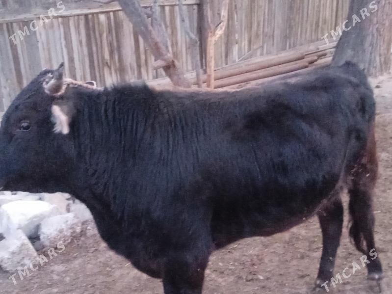 öküz - Balkanabat - img 1