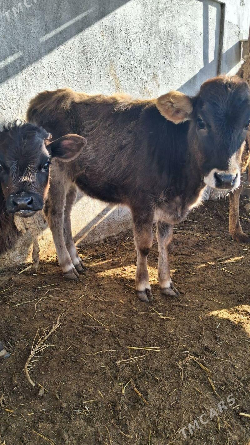 siwet gacar - Джебел - img 1