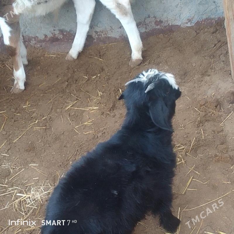 cebis - Балканабат - img 1