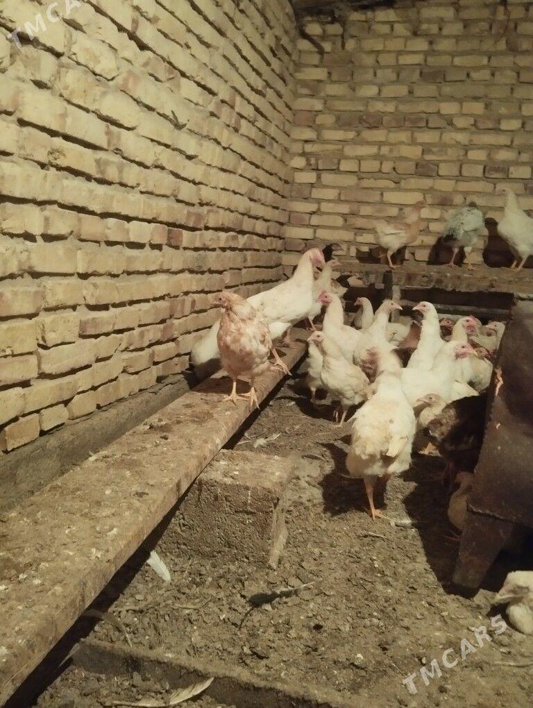 towuk - Бабадайхан - img 1