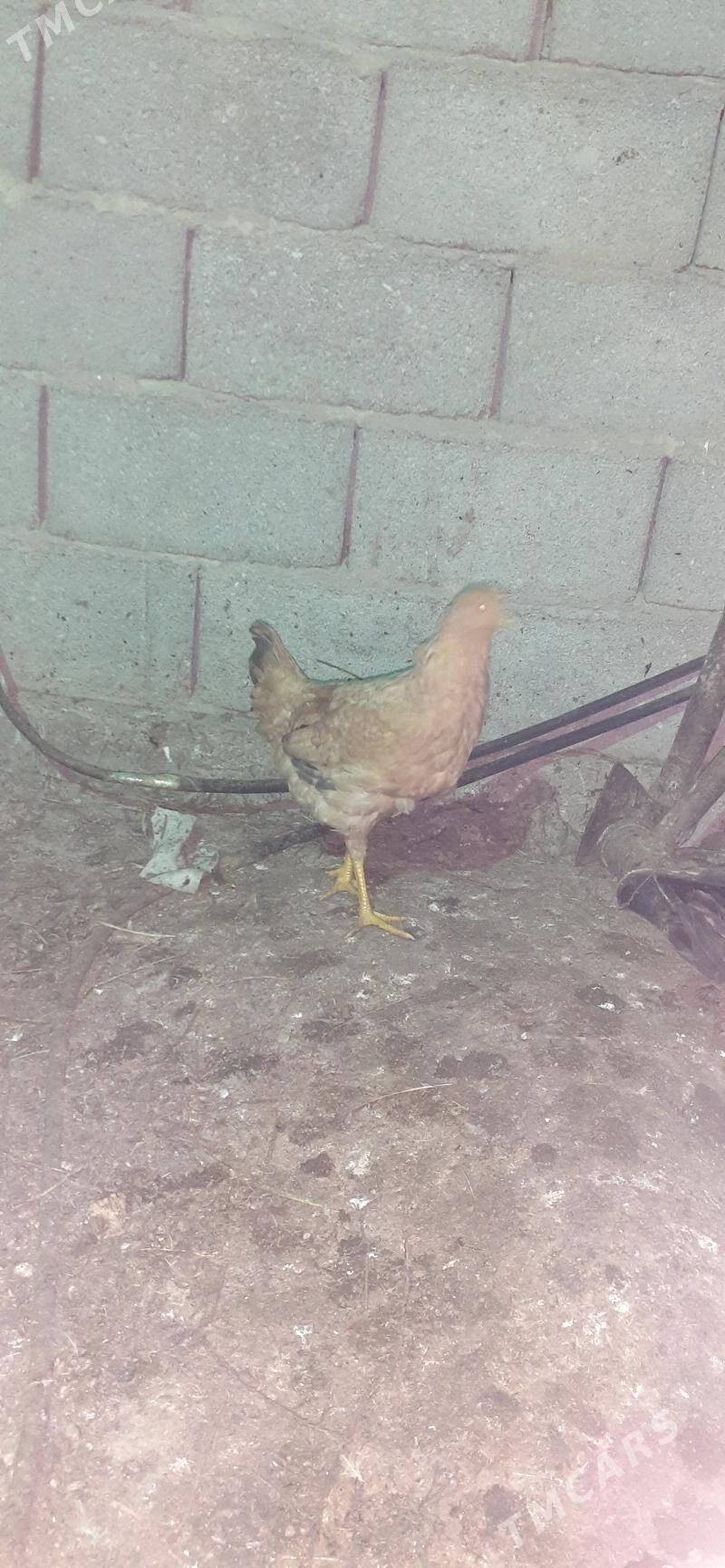 towuk - Bagyr - img 1