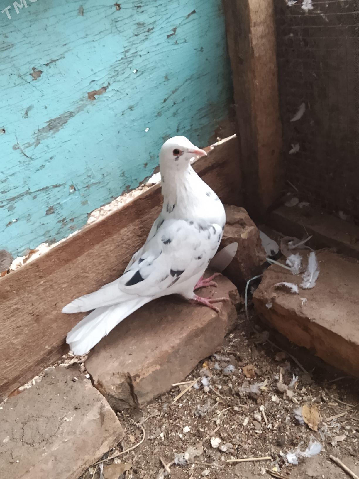 kepderi - Türkmenabat - img 1