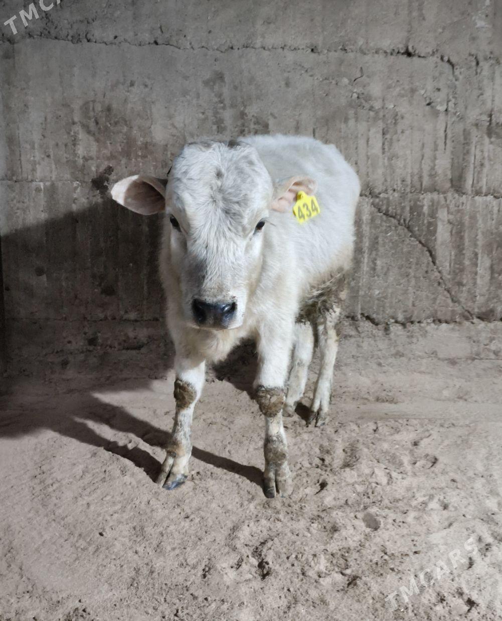 Öküz - Багир - img 1