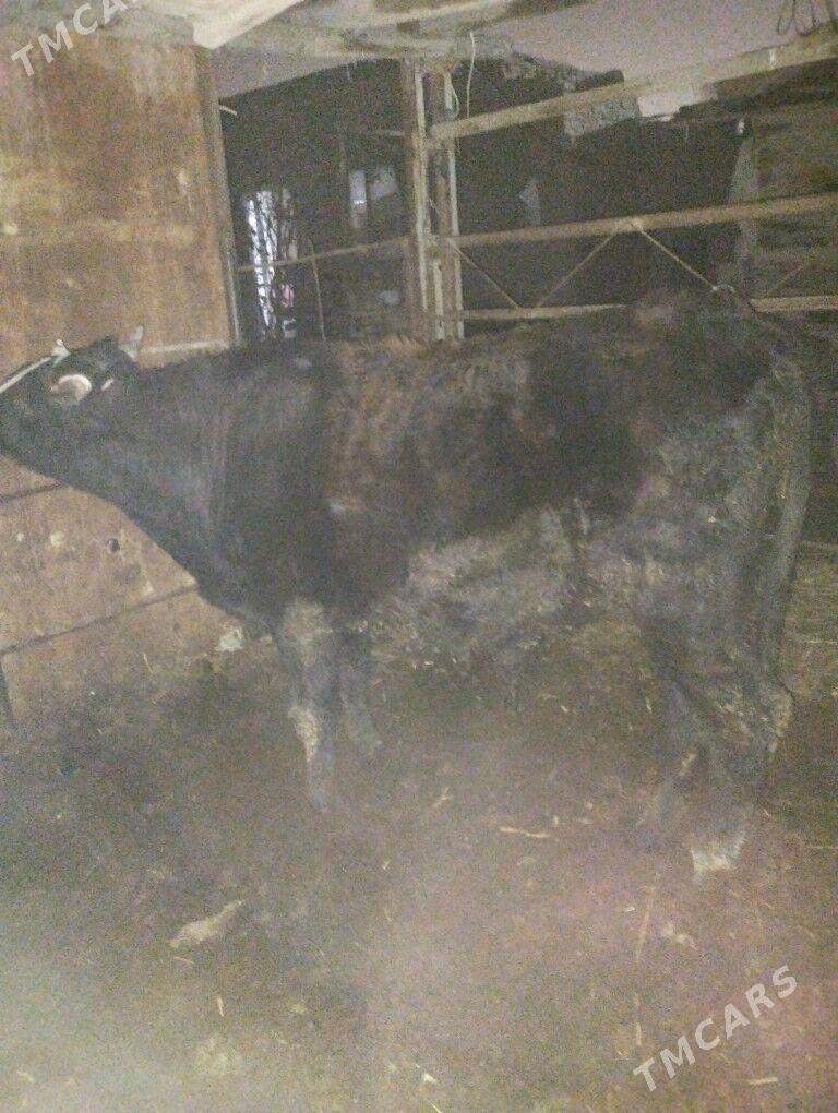 Okuz - Туркменабат - img 1