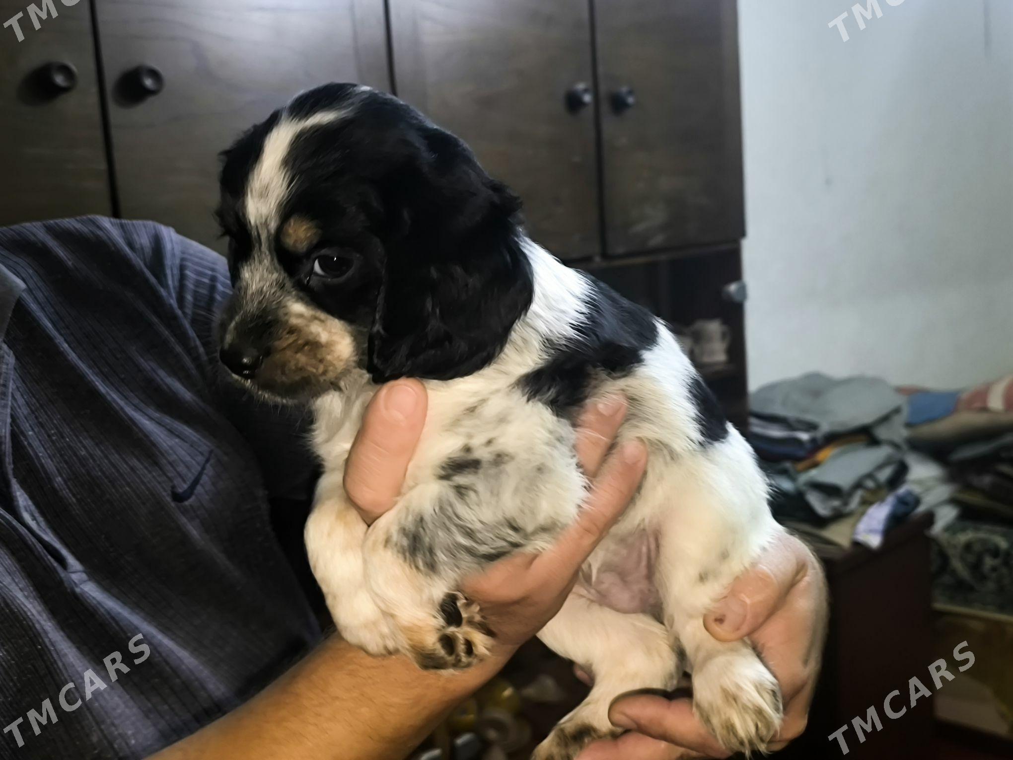 spaniel awcy gujuk - 6 мкр - img 1