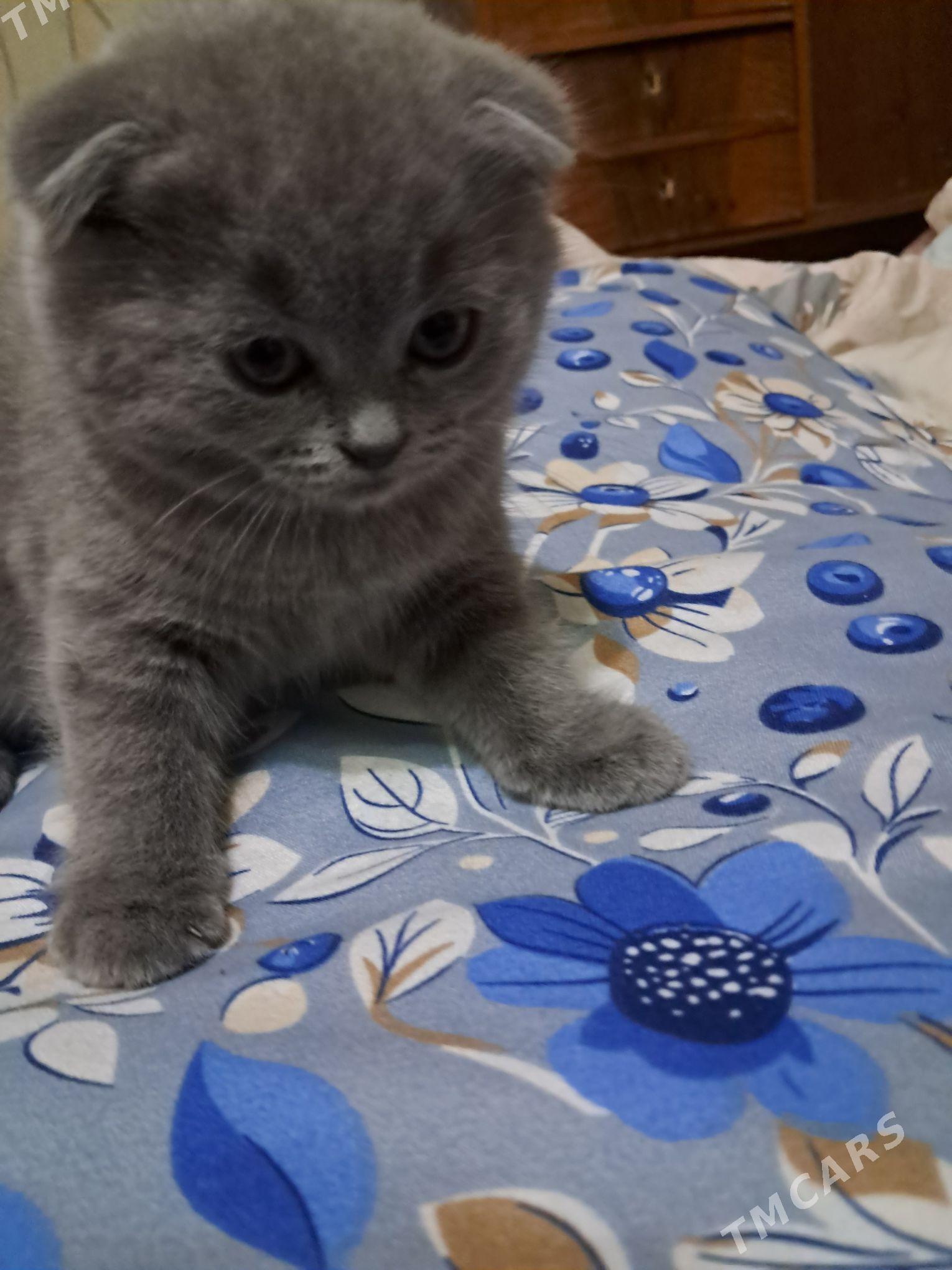 котёнок вислоухий шотландскй - Mary - img 1