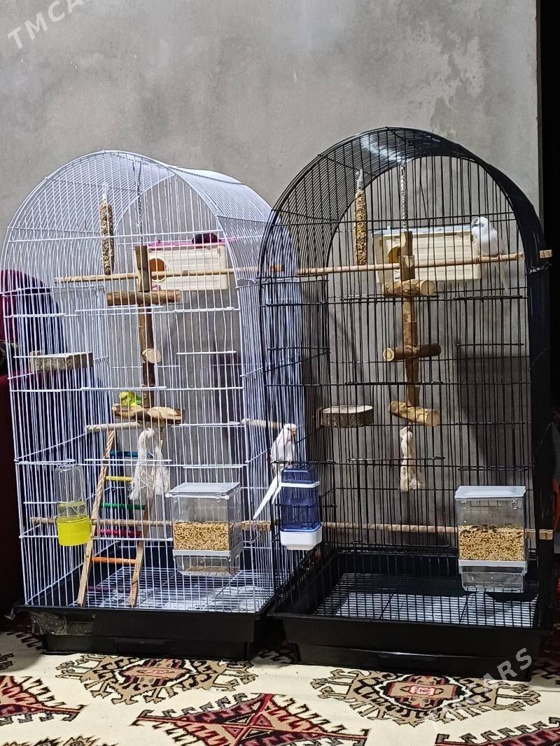 Guş ketek Клетка большая - Daşoguz - img 1