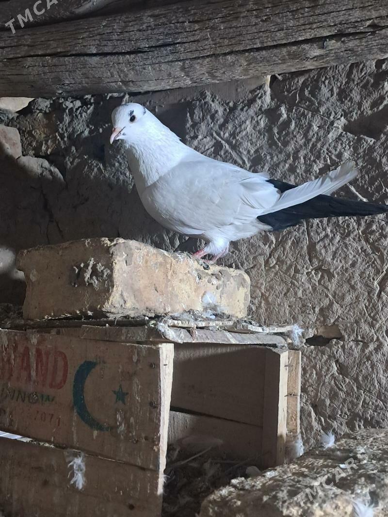 kepder - Дянев - img 1