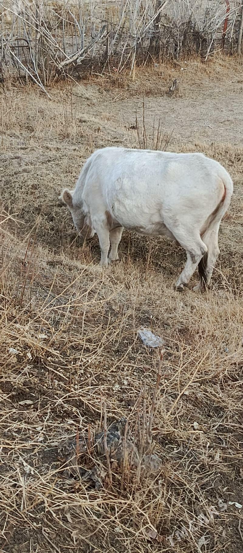 gölgeli sygyr - Гызыларбат - img 1